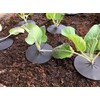 Linic Products UK Made, Reusable Cabbage Plant Protector Barrier Guard