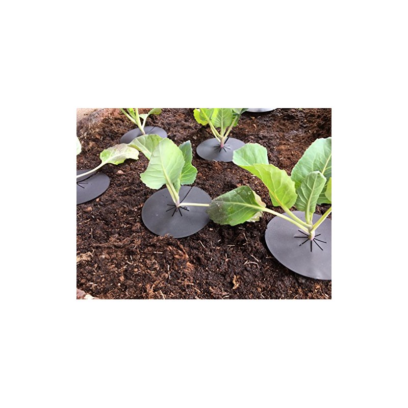 Linic Products UK Made, Reusable Cabbage Plant Protector Barrier Guard