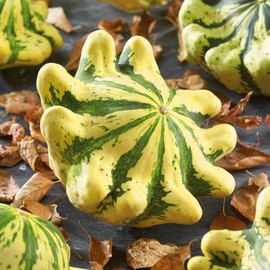 Eden Brothers Squash (Summer) Seeds - Scallop Panache Jaune et Vert Non-GMO Seeds for Planting, 1/4 lb | Low-Maintenance Vegetable Seeds, Plant During Warm Season, Zones 10, 3, 4, 5, 6, 7, 8, 9