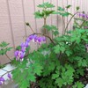 20 + Seeds Mixed Bleeding Heart Seeds Dicentra Spectabilis Shade