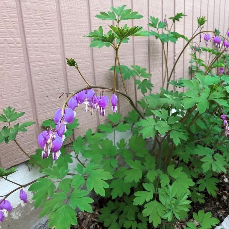 20 + Seeds Mixed Bleeding Heart Seeds Dicentra Spectabilis Shade