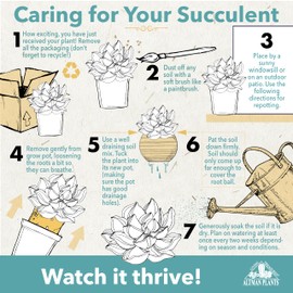 Altman Plants Deluxe Live Succulents (12 Pack), 6 Unique Varieties in Sets of 2, Assorted Colors & Shapes, Easy Plant Care, 2 in Pots