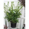 Ilex X meserveae 'China Girl' (Holly) Evergreen, 2 - Size