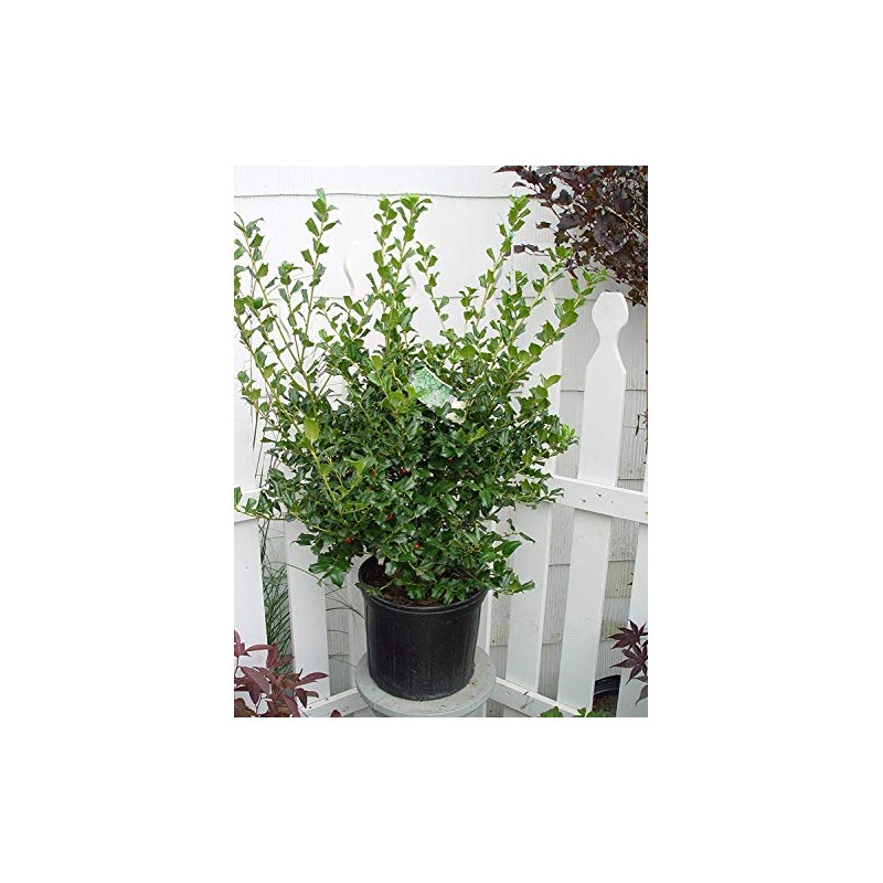 Ilex X meserveae 'China Girl' (Holly) Evergreen, 2 - Size