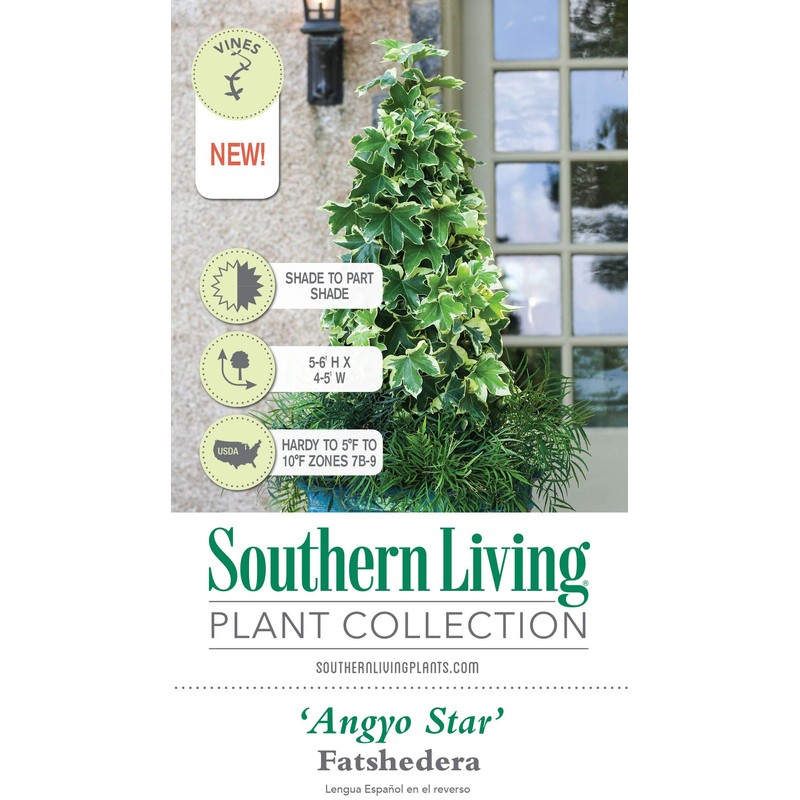 Angyo Star Fatshedera (3 Gallon) Evergreen Vine with Variegated Green