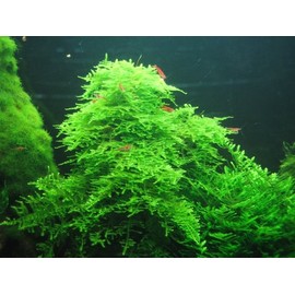 Taiwan Moss -Taxiphyllum Alternans - Live Aquarium Plant