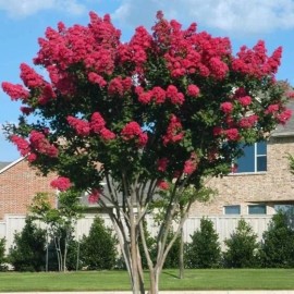 Us Seller Crepe myrtle tree seeds 50 seeds.