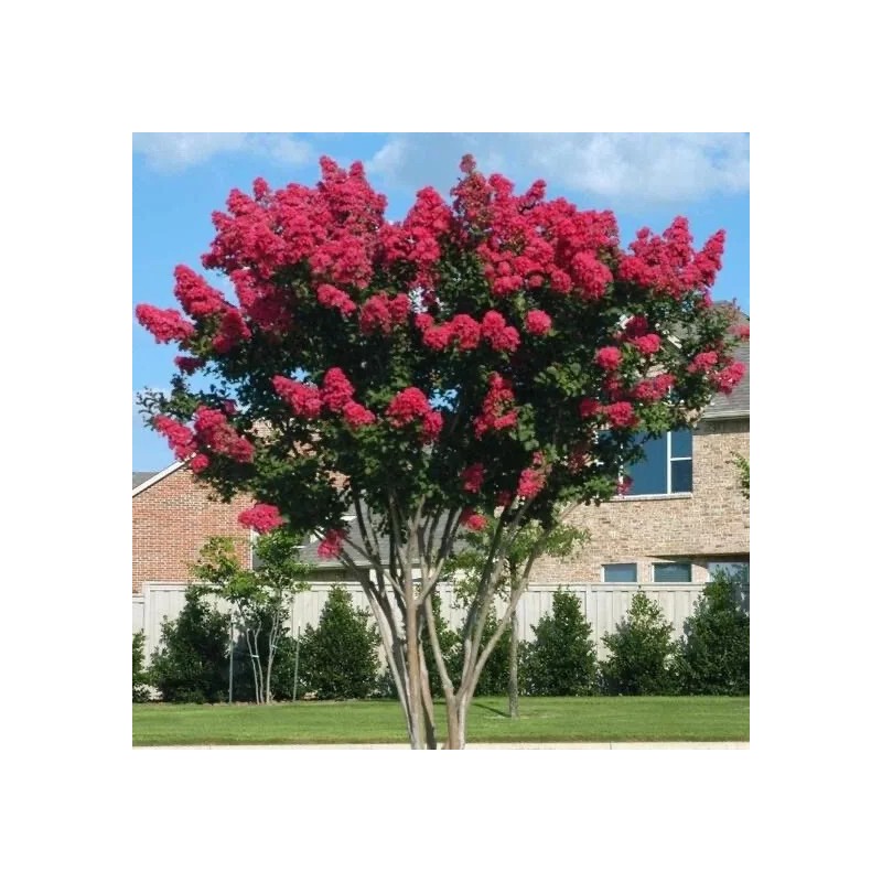Us Seller Crepe myrtle tree seeds 50 seeds.