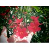 Tree Jatropha Integerrima (Peregrina) Red Tree 5 - 12" Cuttings