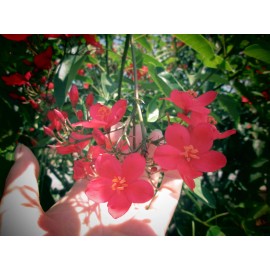 Tree Jatropha Integerrima (Peregrina)  Red Tree 5 - 12" Cuttings Tropical Tree Shrub