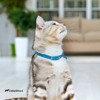 CollarDirect Leather Cat Collar, Cat Safety Collar with Elastic Strap,