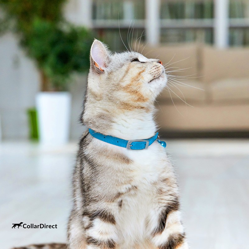 CollarDirect Leather Cat Collar, Cat Safety Collar with Elastic Strap,