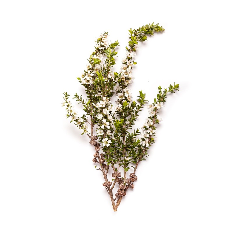 Bondi Wash - Body Wash - Lemon Tea Tree &