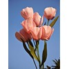 Crepe Paper Tulip DIY Flower Making Kit 12 pcs (Pink)