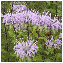 Everwilde Farms - 2000 Wild Bergamot Native Wildflower Seeds - Gold Vault Jumbo Seed Packet