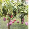 Homegarden Mango Live Tropical Fruit Tree 12”-25” Grafted Mango Tree