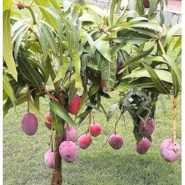 Homegarden Mango Live Tropical Fruit Tree 12”-25” Grafted Mango Tree / Give  Fruits Soon