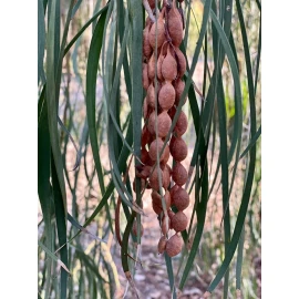 Fresh Acacia Stenophylla, Shoestring Wattle Willow, (25 Seeds), Drought Tolerant