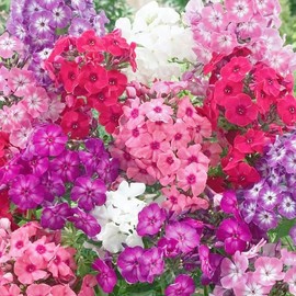 Mixed Phlox Seeds for Planting - Phlox Seeds Creeping Perennial Ground Cover Plants- Annual Flower Seeds for Home Garden - 1500 Seeds
