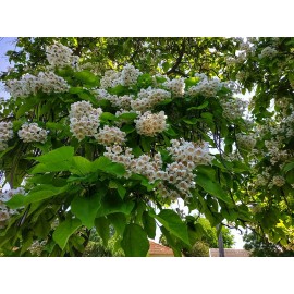 CZ GRAIN Catalpa Tree Seeds for Planting - 100 Seeds to Grow - Stunning Flowers