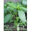 TeamKC2 Jute Leaf Plant Seeds (250 Seeds) ~ Crain Crain