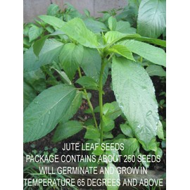 TeamKC2 Jute Leaf  Plant Seeds (250 Seeds) ~ Crain Crain Seeds ~ 2024 Planting Season