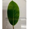 Fresh Twenty, Fresh Pick Organic Bay Leaves Leaf, Laurus Herb