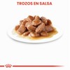 Royal Canin - Bolsa húmeda instantánea para adultos, 12 x