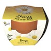 Buzzy Daisy Grow Kit