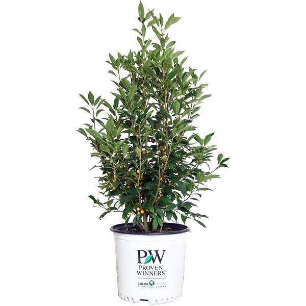 Proven Winners - Ilex verticillata Berry Heavy Gold (Winterberry) Shrub,