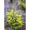 Golden Serbian Spruce 1 - Year Live Plant