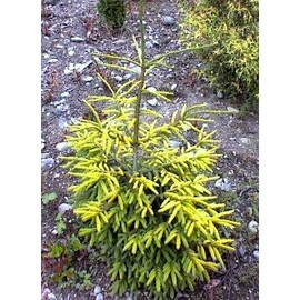 Golden Serbian Spruce 1 - Year Live Plant