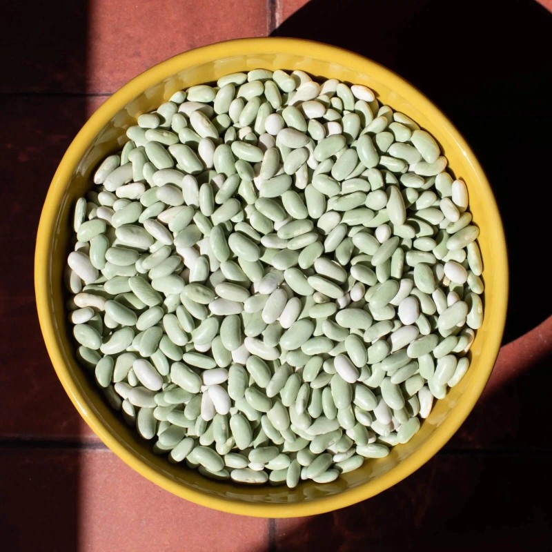 French Flageolet Bean Seeds (25) / ORGANIC / BUSH BEAN
