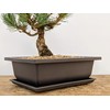 Bonsai Outlet Training Pots with Humidity Trays - Built in