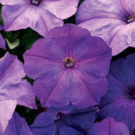 Park Seeds Easy Wave F1 Lavender Sky Blue Petunia Flower, Pack of 10 Seeds