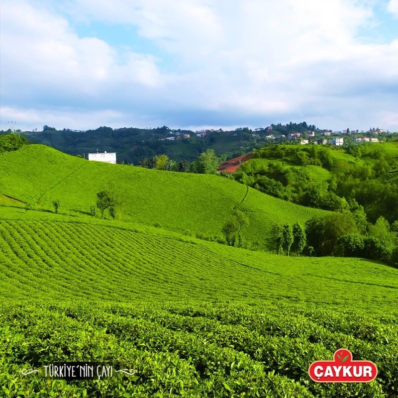ÇAYKUR Filiz Black Tea, First Harvest Golden Tips, Loose Leaf