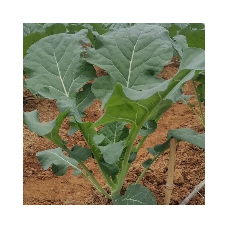 ATLAS Broccoli -Autumn Beauty