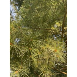 Fresh Cut Eastern White Pine Needles 8 oz. Organic Suramin