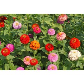 400 Zinnia Lilliput Mix Flower Seeds Zinnia Elegans