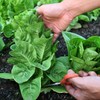 The Old Farmer's Almanac Heirloom Romaine Lettuce Seeds (Parris Island