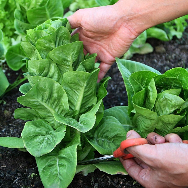 The Old Farmer's Almanac Heirloom Romaine Lettuce Seeds (Parris Island