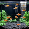 WEAVERBIRD Aquarium Fish Breeder Box, Acrylic Fish Isolation Breeding Box,