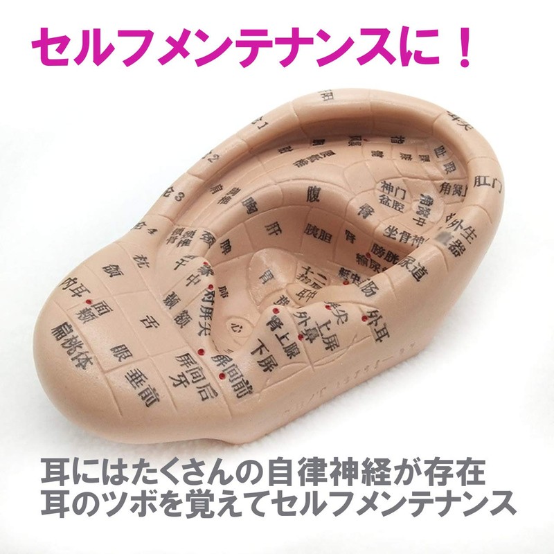 Fermore Ear Model, Ear Urn Model, Japanese Notation, Convenient to