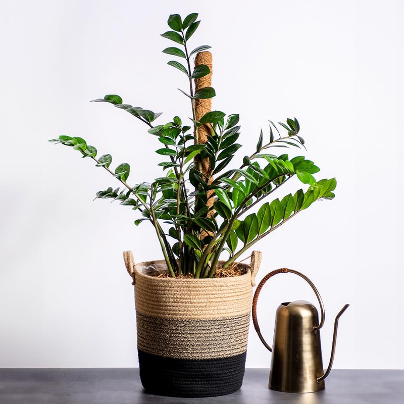 SuperMoss (22100) Coco Moss Pole, Naturally Absorbent Stackable Support for