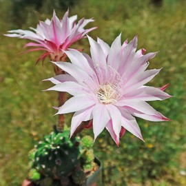 Echinobivia Hybrid Rainbow Bursts Cacti Cactus Succulent Real Live Plant