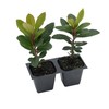 2 Arbutus Unedo Live Strawberry Tree Plants – Sweet Resilient