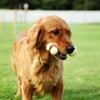 Tikaton Dog Chew Toys for Aggressive Chewers, Peanut Butter Flavor