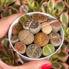 100pcs Mixed Succulent Plant Seeds, Living Stones Lithops Seeds.