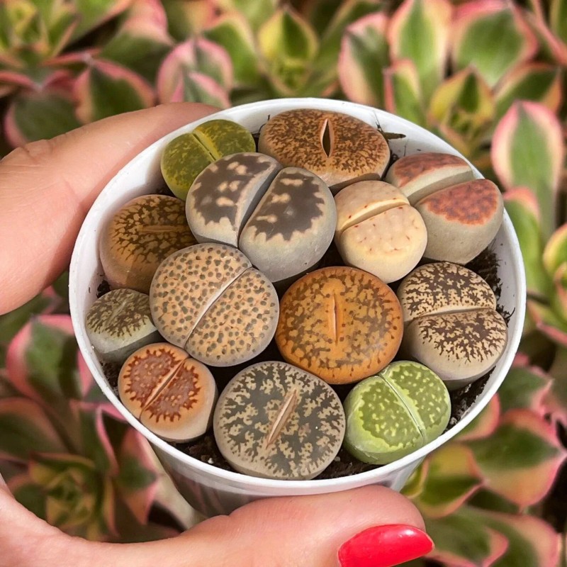 100pcs Mixed Succulent Plant Seeds, Living Stones Lithops Seeds.