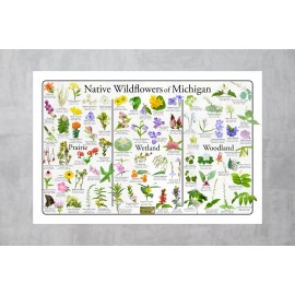 Native Wildflowers of Michigan Flower Identification Poster / Native Plant Guide - 12" x 18"